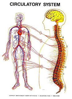 Zone 6 – The Circulatory Zone image The Circulatory Zone