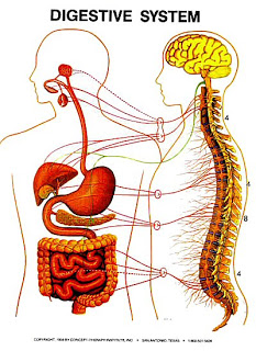 Zone 4 – The Digestive Zone image The Digestive Zone