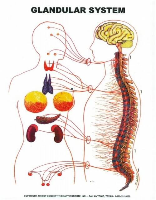 Zone 1 – The Glandular Zone image The Glandular Zone