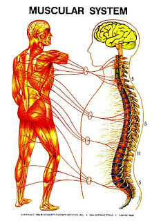 Zone 5 – The Muscular Zone image The Muscular Zone