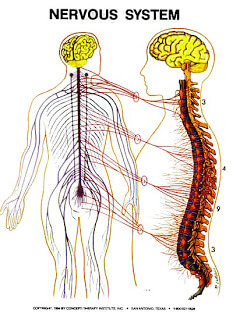 Zone 3 – The Nervous System Zone image The Nervous System Zone